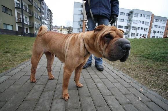 Штрафы за собак без намордников выросли в Украине. Фото: molbuk.ua