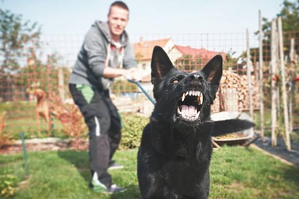 Кабмин утвердил перечень опасных пород собак. Фото: Istock