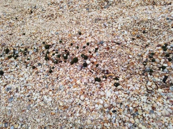 На пляжах Азовского моря заметили необычные водоросли, фото: Оксана Якубович