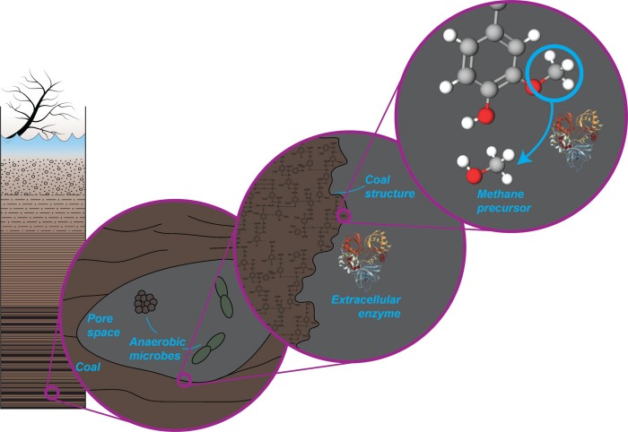 Процес, який мікроби використовують для створення молекули-попередника метану з вугілля. Анаеробні мікроби живуть у порових просторах між вугіллям. Вони виробляють ферменти, які виділяють у пори простір в структурі вугілля. Цей фермент відриває метоксильну групу для утворення молекули-попередника метану. Інфографіка: Університет Пенсильванії
