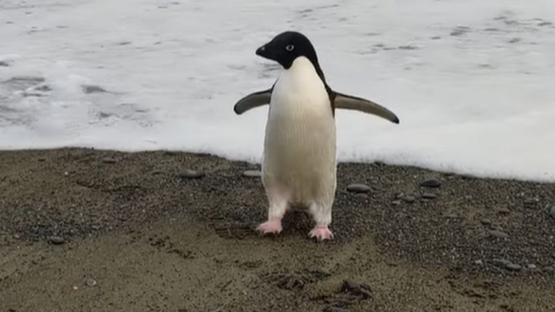 Пінгвін. Фото: BBC