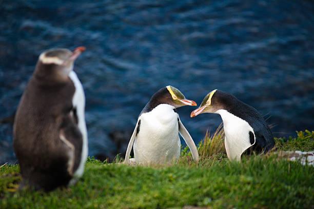 Пингвин. Фото: BBC