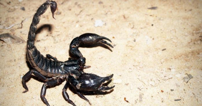 В Египте за сутки скорпионы покусали 500 человек