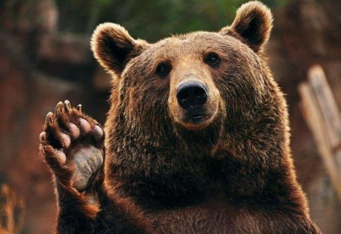 Медведь. Фото: funart.pro