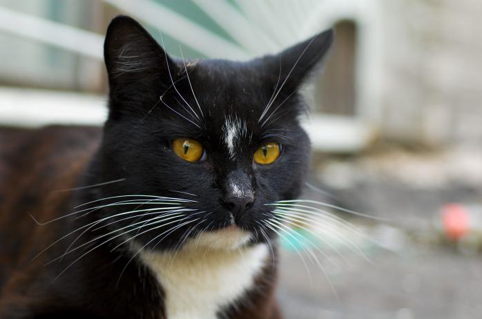 Найкрасивішого кота визначили вчені. Фото: flickr