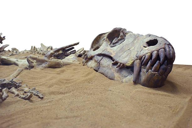 Новый вид динозавра откопали в США. Фото: istock