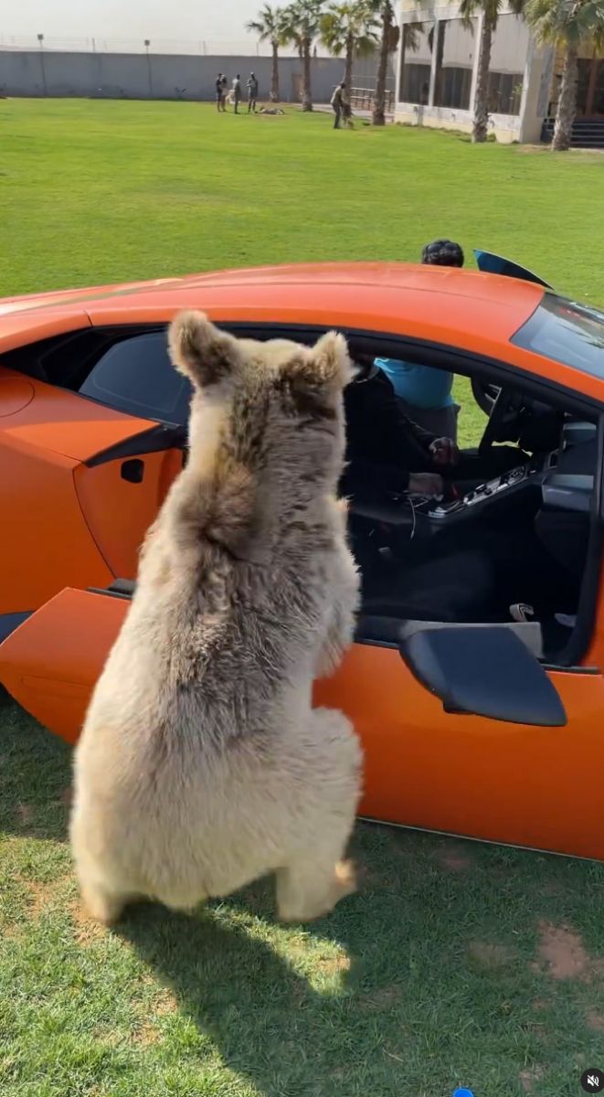 Медведь разорвал Lamborghini Huracan. Скриншот с видео