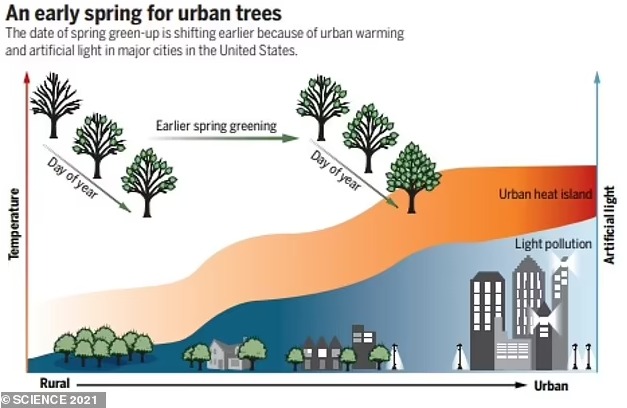 Освітлення та температура міст вплинули на дерева. Фото: Science 2021