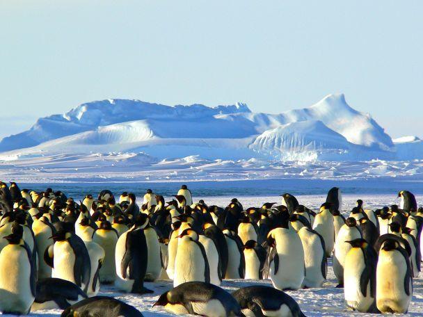 День Антарктиды – праздник завтра 1 декабря. Фото: Pexels