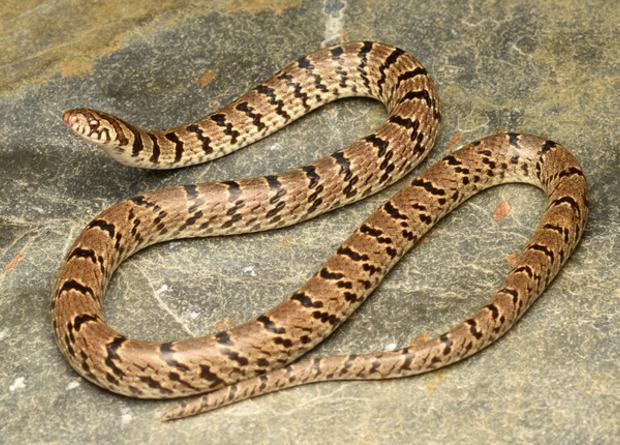 Новий вид змії вчені відкрили завдяки соцмережам. Фото: Zeeshan A. Mirza et al.