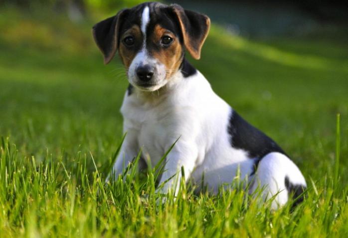 Найздоровішу породу собак назвали вчені 