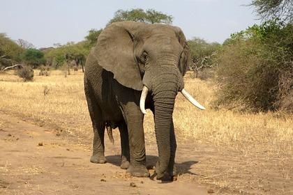 Слон. Фото: Dawn