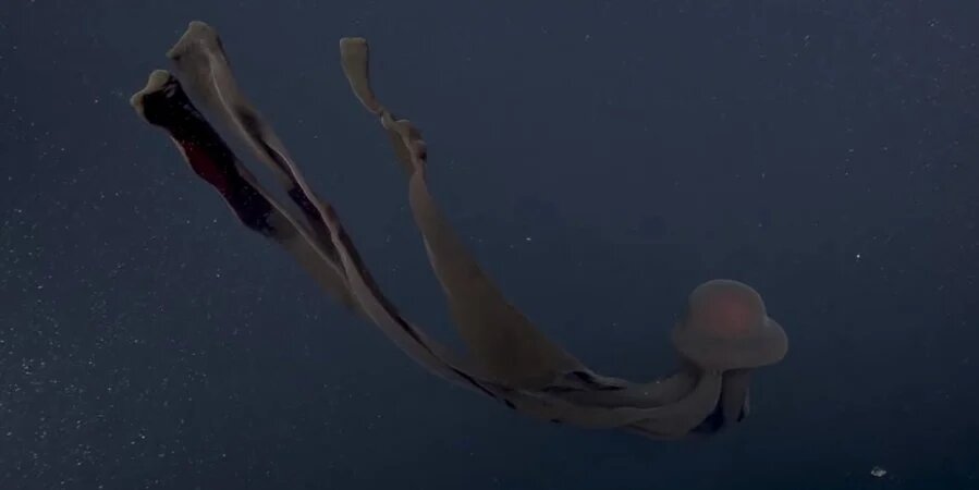 Медуза. Фото: Youtube