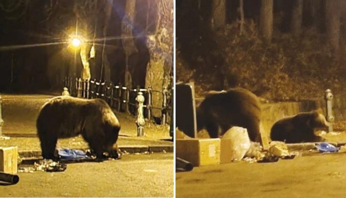 Медведица напала на украинцев в Румынии - они игрались петардами