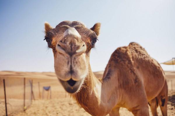 За уколи ботоксу верблюдів дискваліфікували з конкурсу краси. Фото: Depositphotos
