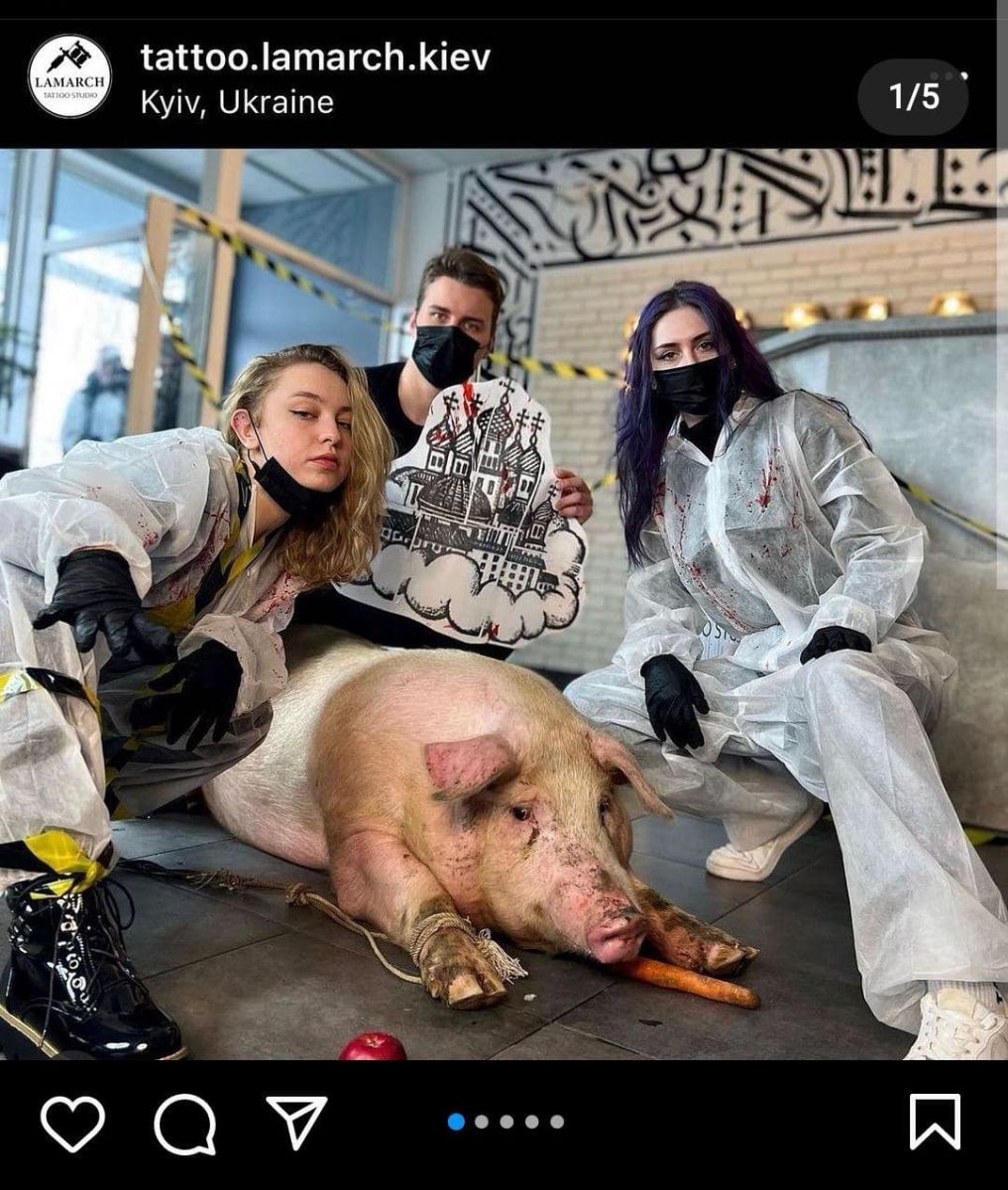 Набити куполи на свині - в тату-салон у Києві привели тварину