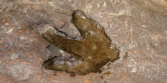 Сотни следов динозавров нашли в глиняном карьере в Польше. Фото: vsviti