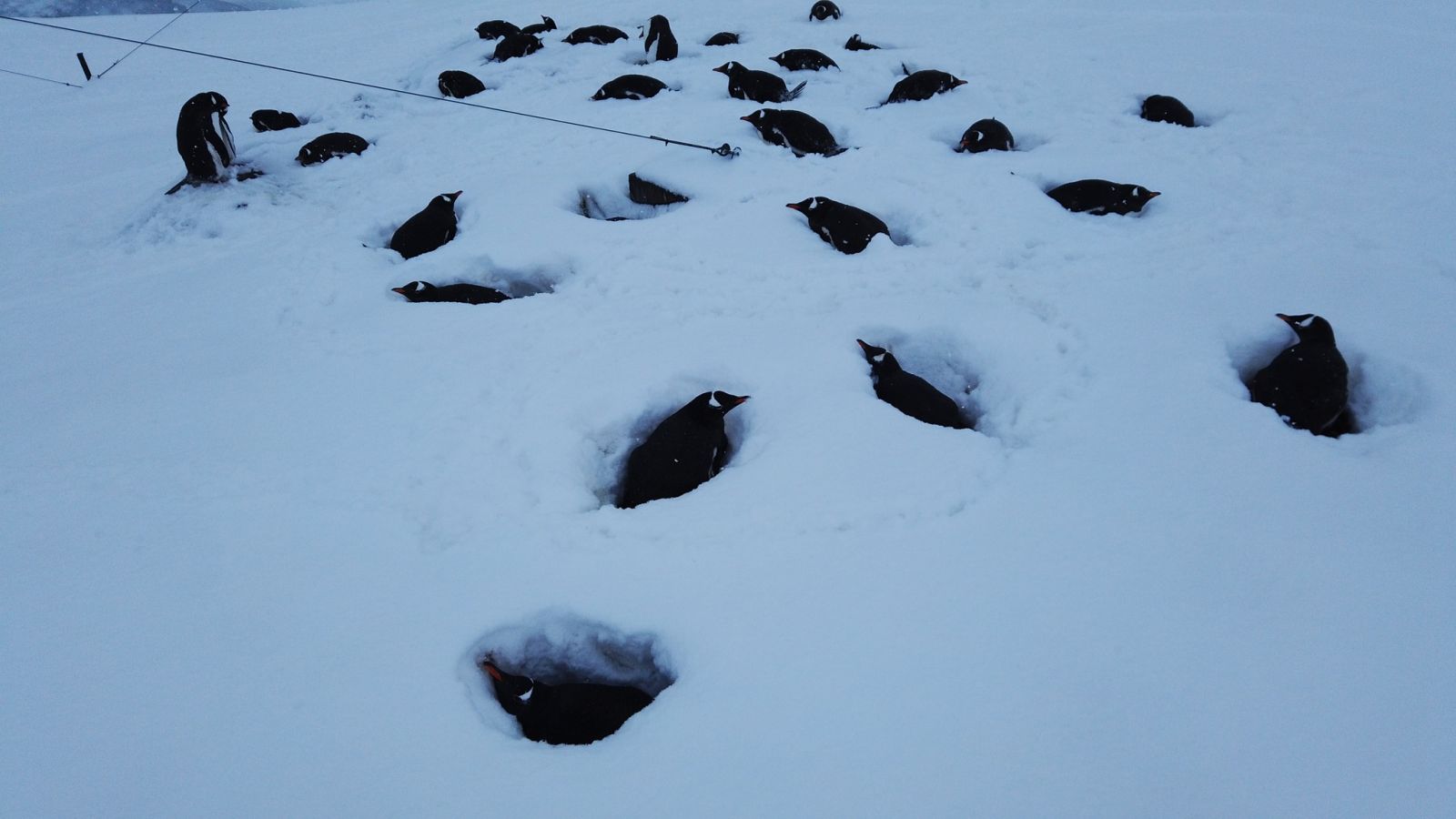 Сніг в Антарктиді. Фото: Facebook