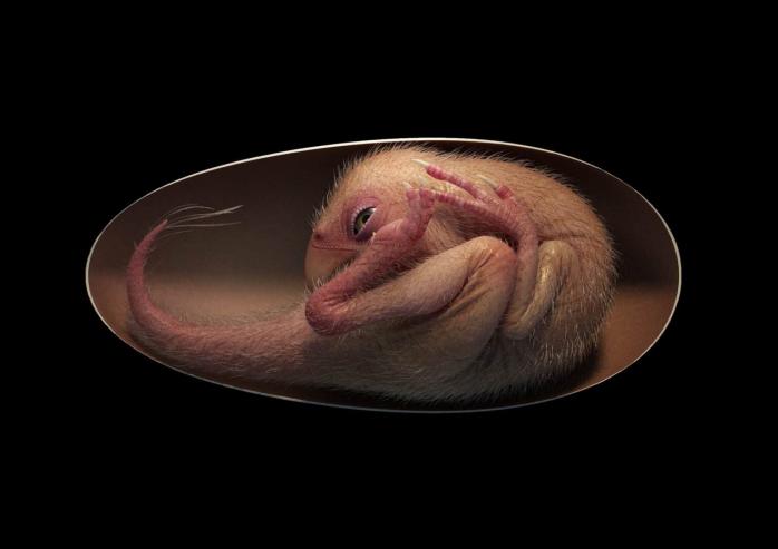 Сохранившийся эмбрион динозавра нашли в Китае, он мог вылупиться из яйца. Фото: Lida Xing