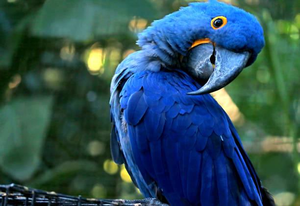 Папуги. Фото: istock