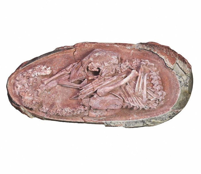 «Малюк Інлян» – скам’янілість динозаврів віком 72–66 млн років зі скелетом ембріона всередині, фото: CGTN