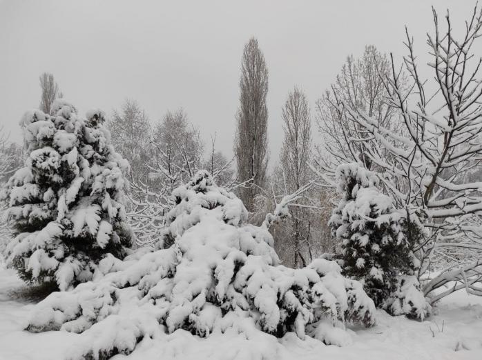 Редкое явление заметили в Чернигове во время снегопада. Фото: Ракурс