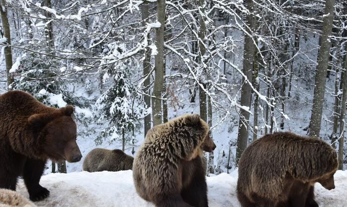 Ведмеді у Карпатах бавляться в снігу, вони не впали у сплячку