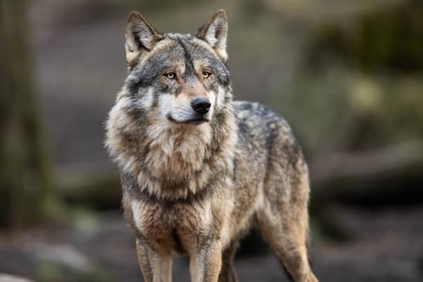 Похожее на волка животное заметили на Печерске в Киеве (ВИДЕО)