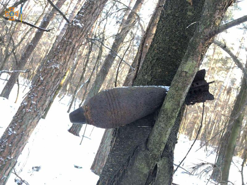 Минометная мина «выросла» на дереве в лесу. Фото: ГСЧС