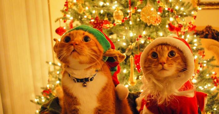 Кошачий новый год отмечают 2 января. Фото: goodfon.ru