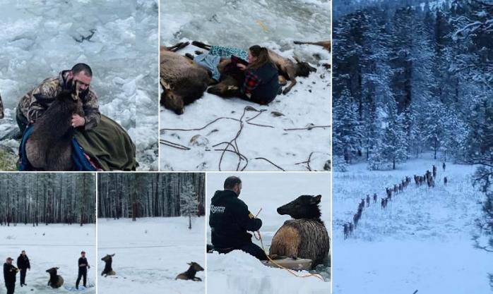 Операция спасения оленей из ледяной ловушки в США попала на видео — новости о животных
