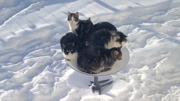 Кошки захватили спутниковую тарелку Starlink – Илон Маск отреагировал