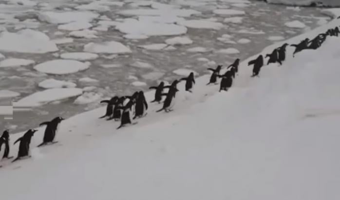 Секрет марша пингвинов раскрыли украинские полярники — новости о животных
