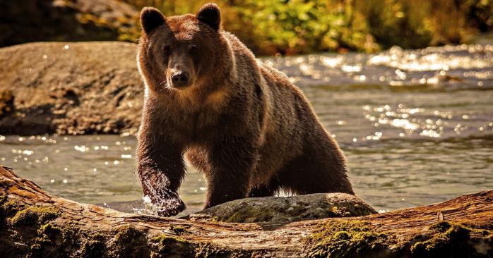 Ведмідь грізлі у США. Фото: web-zoopark.ru