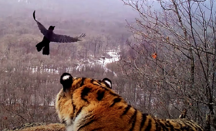 Странная ссора вороны с тигром попала на видео