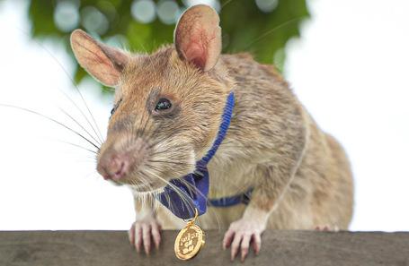 Умер крыса-герой Магава – он нашел 100 мин и получил медаль 