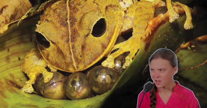 Панамских лягушек назвали в честь Греты Тунберг, фото: ZooKeys