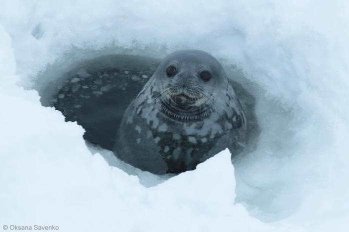 Підводний «спів» тюленів записали полярники в Антарктиді