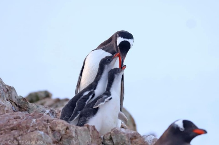 Украинские полярники подсчитали, сколько пингвинов живут возле «Академика Вернадского», фото: Национальный антарктический научный центр