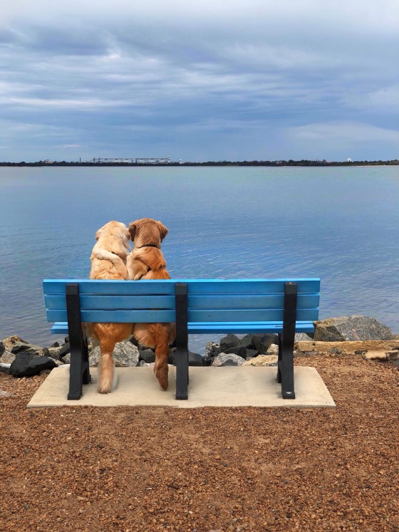  Австралієць навчив своїх собак обійматися і зробив їх зірками соцмереж, фото - Інстаграм К.Лехейна