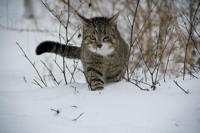Снег и гололедица — погода в Украине 25 января (КАРТА)