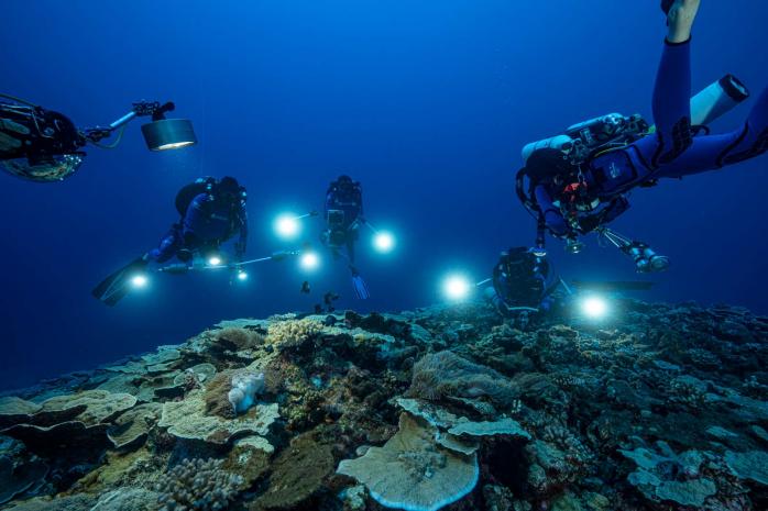 «Недоторканий» кораловий риф знайшли біля берегів Таїті (ФОТО)