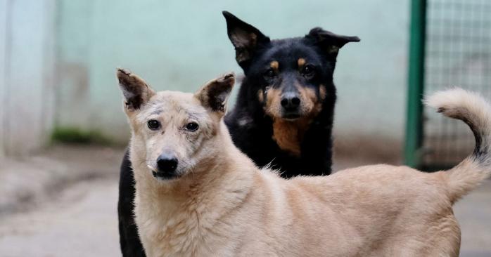 Привязанность собак к людям пояснили в новом исследовании. Фото: РИА Новости