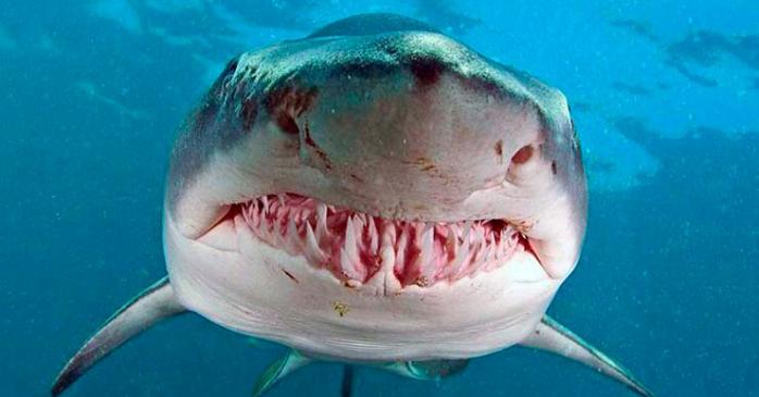 Тигровая акула. Фото: zooclub.org.ua