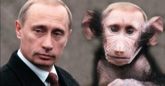 У Путина приняли меры, чтобы не дать орангутангу стать символом Новосибирска, фото: likeness.ru