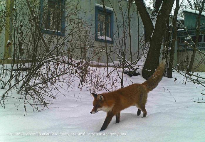 Тварини у Чорнобилі. Фото: Facebook