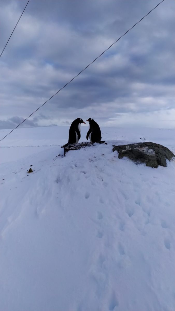 Закохані пінгвіни, фото: Національний антарктичний науковий центр