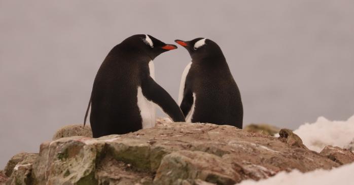 Закохані пінгвіни, фото: Національний антарктичний науковий центр