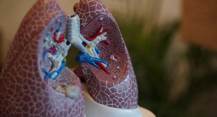 «Універсальні» донорські легені створили вчені – як це працює