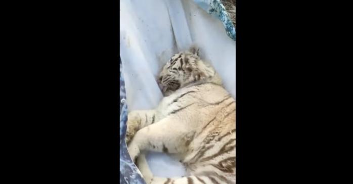 Під час евакуації білого тигра, скріншот відео